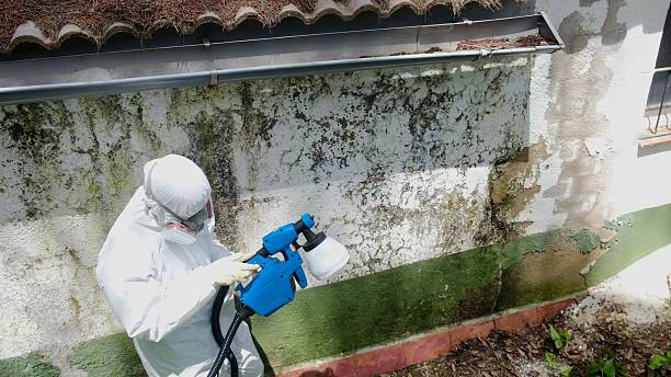 Trusted Mold Testing service in Park Ridge, IL - Cheap Mold Removal
